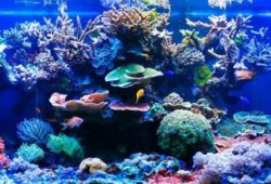 The Eco-Friendly Saltwater Aquarium