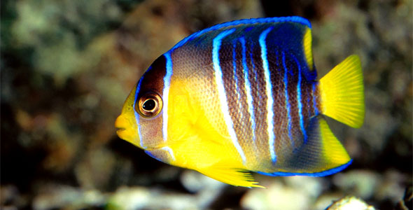 Saltwater Angelfish Some Useful Information On Subject,How To Make An Omelette With Cheese