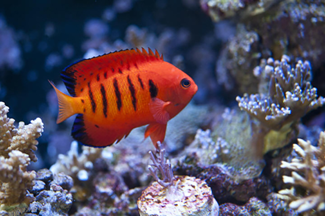 Saltwater Fish Coral