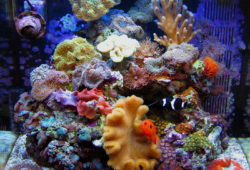 Tropical Saltwater Reef Aquarium Mushrooms