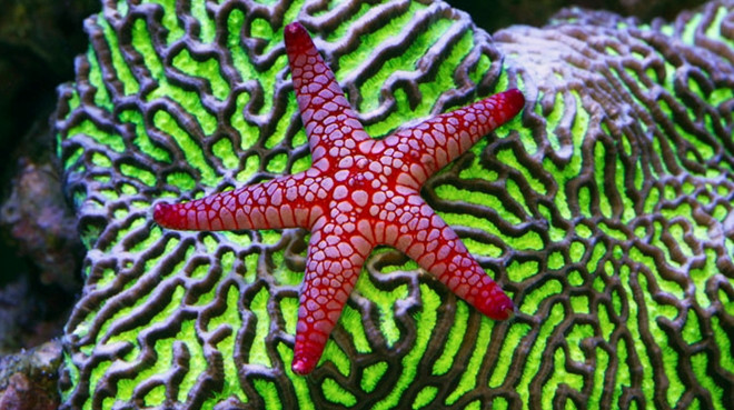 Saltwater Starfish