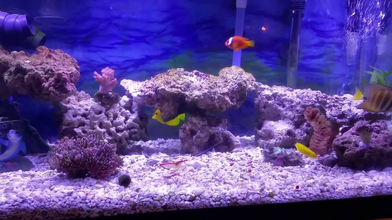 Saltwater Tank Substrate or Sand