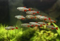 Schooling Fish for a 10-Gallon Aquarium