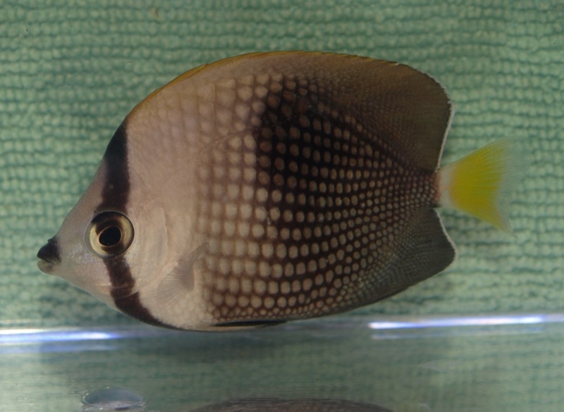 Tahiti Butterflyfish for Aiptasia Control
