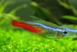 Tetra tutorial: Feeding and water quality
