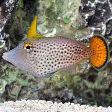The Redtail and Fantail Filefishes in the Tropical Saltwater Tank
