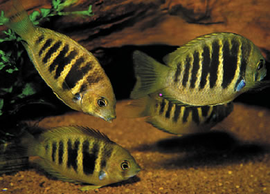 The shoaling cichlid