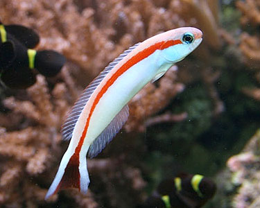 Tilefish are Good Aquarium Fishes