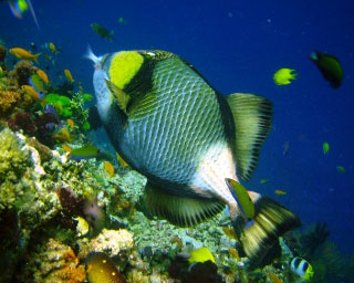 Triggerfishes for the Fish-Only Tank