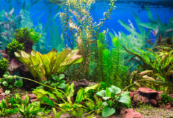Growing aquarium plants