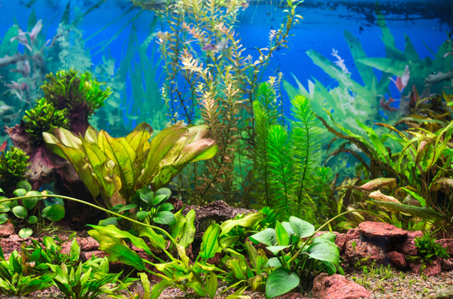 Growing aquarium plants