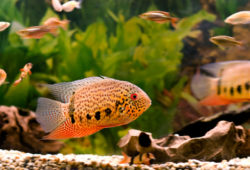 Unusual Fish for the Freshwater Aquarium