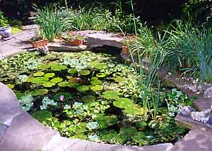 A water garden in a weekend